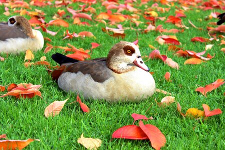 Animal duck goose photo