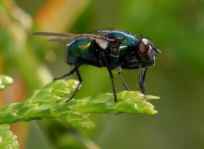 Animal arthropod beautiful photo