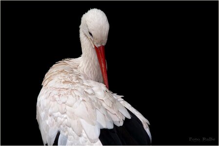 White stork germany rattle stork photo