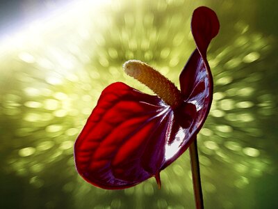 Flower anthurium antrenaum floral photo