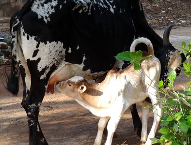 Calf cattle farm photo
