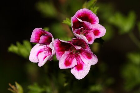 Spring garden blossom photo