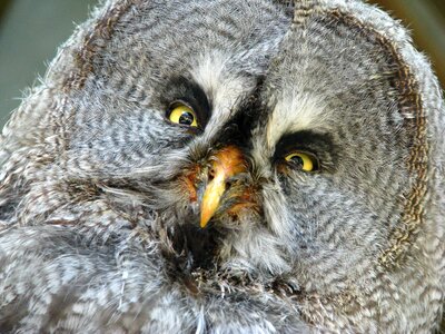 Portrait animal world funny