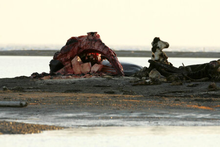 Animal carcass on Alaskan shore