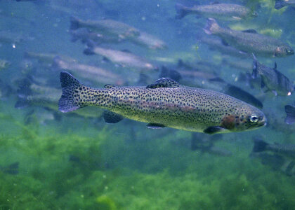 Rainbow trout-1 photo