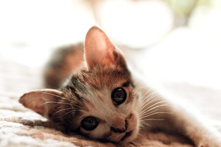 Small Kitten Portrait photo
