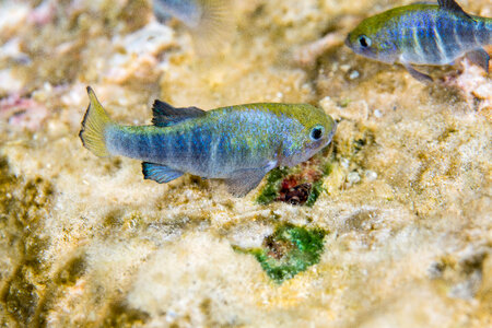 Ash Meadows Amargosa pupfish-1 photo