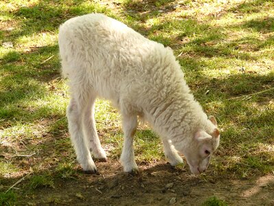Wool degree fur