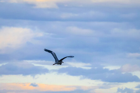 A blue heron