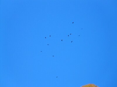 Birds bird swarm swarm
