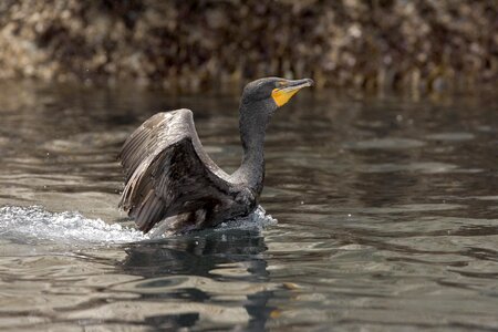 Bird castle cormorant photo