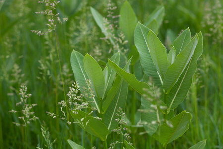 Common Milkweed-1