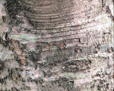 Acer Saccharinum maple silver