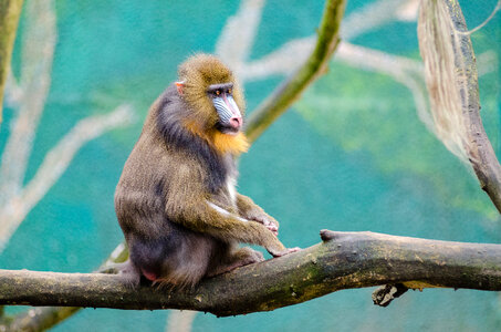Mandrill sitting on a branch photo