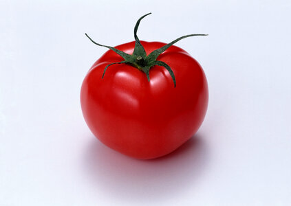one fresh red tomato photo