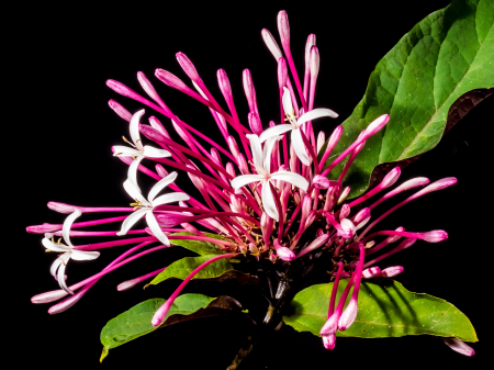 Bloom flower lady sansai
