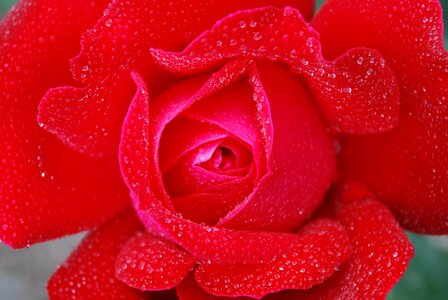 Rose drops roses