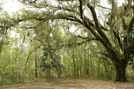 Spanish moss in maritime forest photo