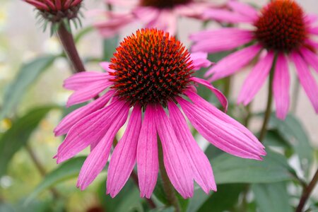 Bloom flower basket purple coneflower