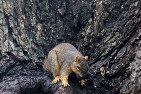 Animal wildlife wild