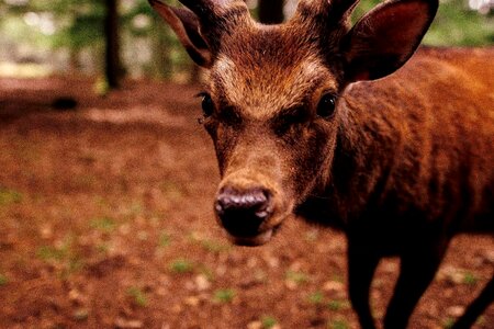 Animal close deer