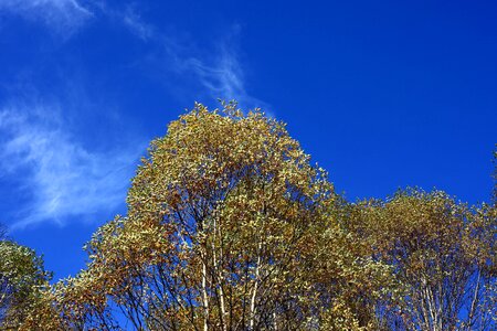 Autumn autumn season branch photo