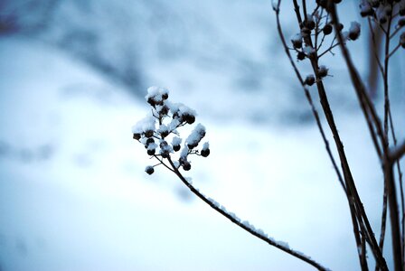 Winter cold white photo