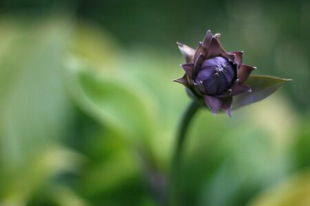 Flower background desktop