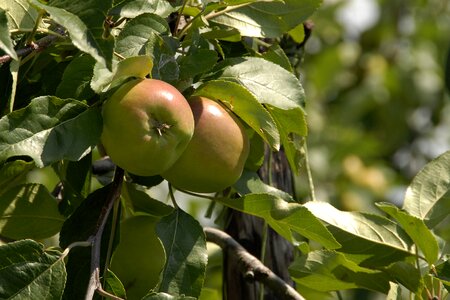 Apples fruit fruits