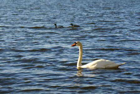 Ducks lake bird photo