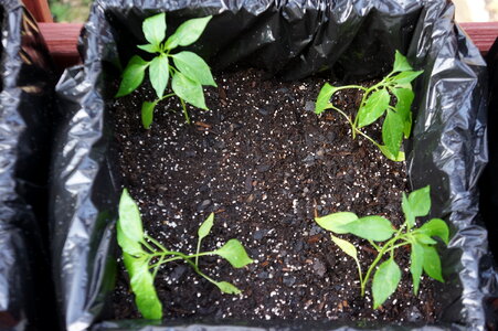 Pepper plants in pots on window sill photo
