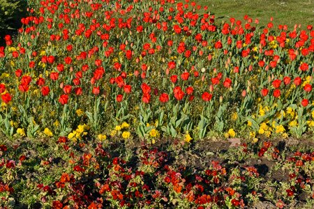 Tulip field spring