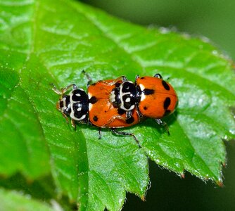 Ladybug hippodamia variegata