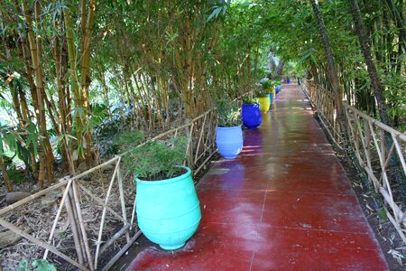 Flowers coloured pots blue photo