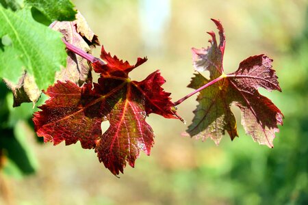Autumn autumn season branch