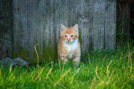 Animal backyard cat