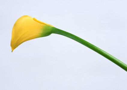 Bouquet of orange Calla lilies photo