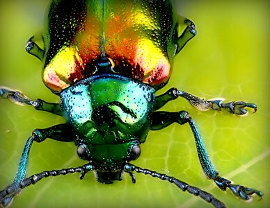 Animal close fauna