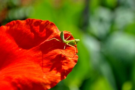 Animal arthropod beautiful flowers