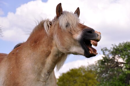 Animal haflinger pony photo
