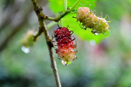 Nature water drops wet photo