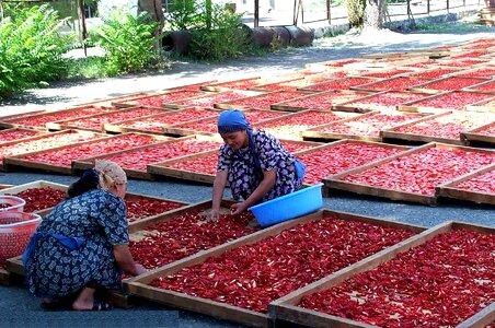 Business diversify tomatoes