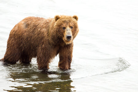 Kodiak brown bear-3