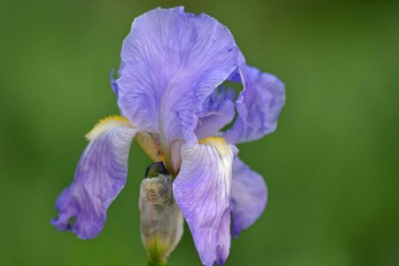 Beautiful Flowers botanic detail photo