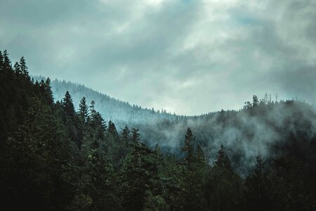Conifer dawn fog photo