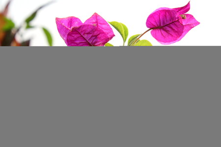 Pink Leaves Background