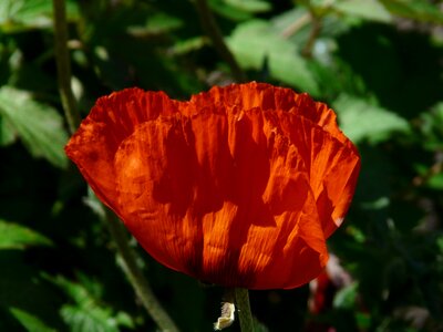 Bloom flower backlighting