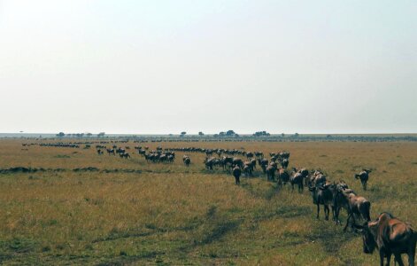 Africa agriculture animal