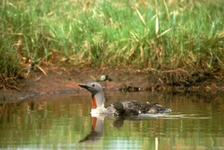 Crude red water photo