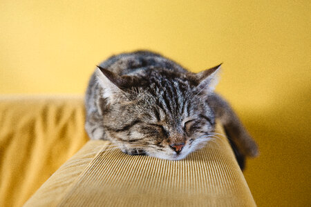 Cat Sleeping on Couch photo